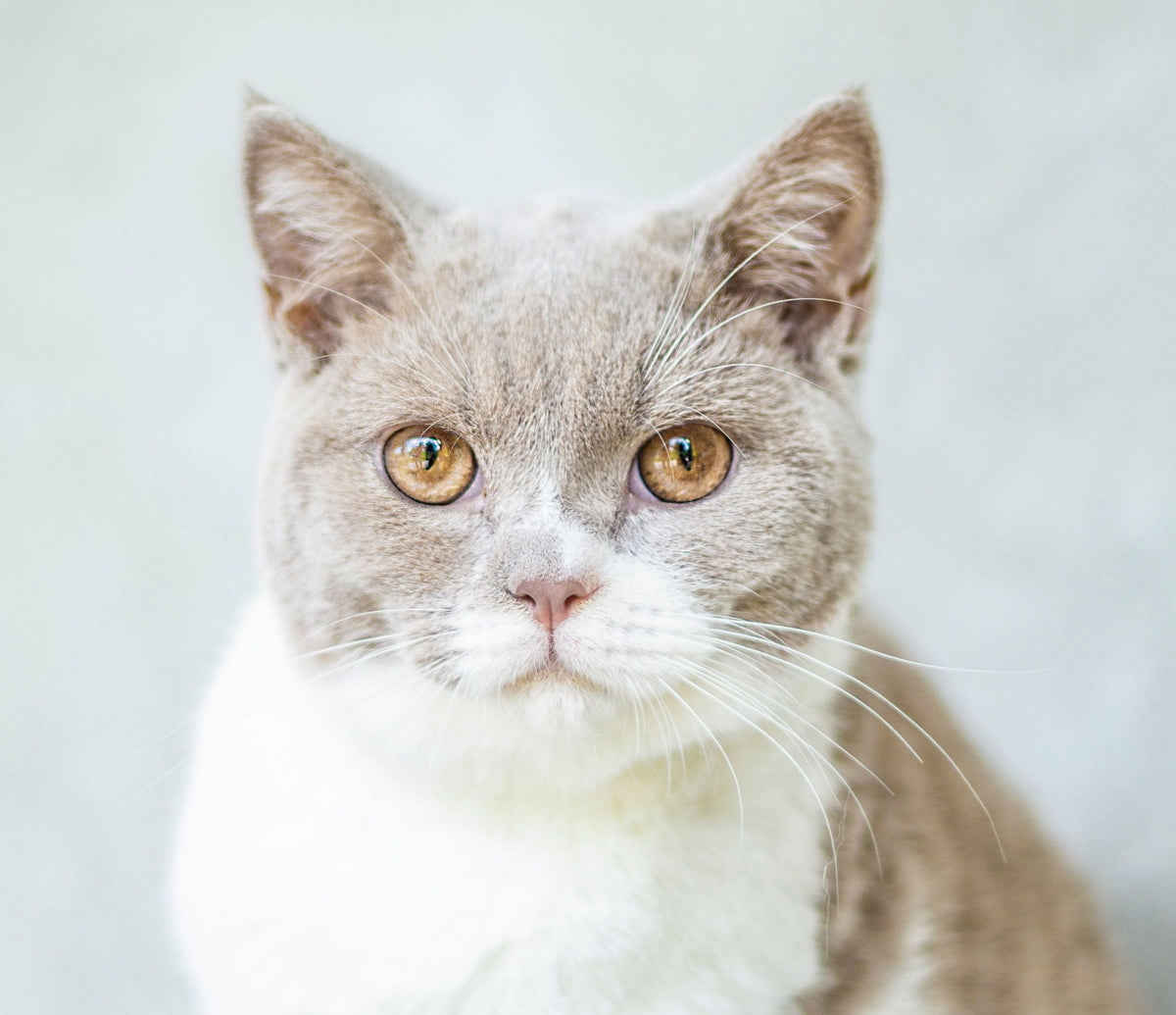 For Cats